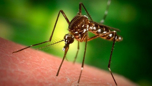 Muỗi vằn – vật trung gian truyền bệnh số xuất huyết và virus Zika