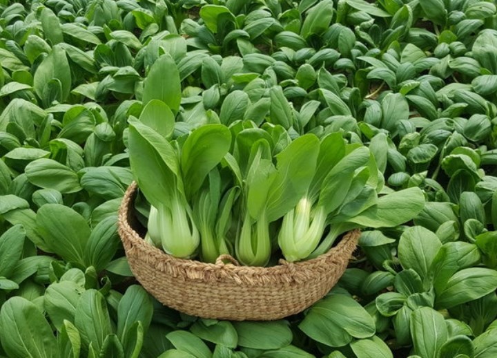 bé cao lớn