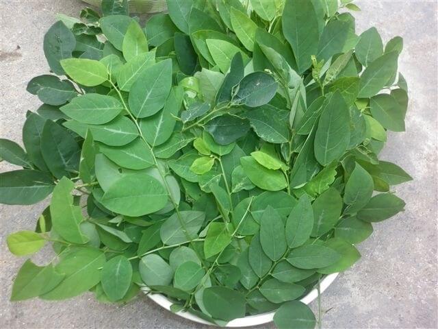Rau ngót là thực phẩm lợi sữa sau sinh giúp sữa mẹ về nhiều và thơm ngon