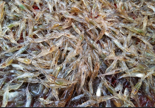 phát triển não bộ