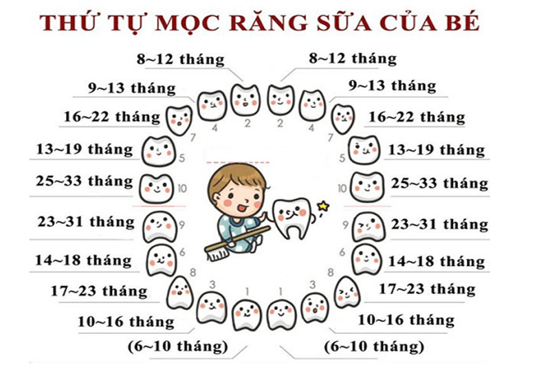 Thứ tự mọc răng sữa của bé và những lưu ý quan trọng cho ba mẹ