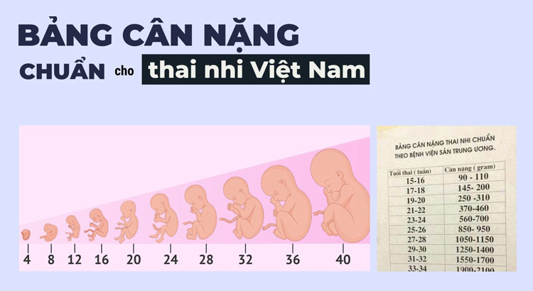 Chăm sóc thai kỳ thì theo dõi cân nặng thai nhi Chăm sóc thai kỳ thì theo dõi cân nặng thai nhi