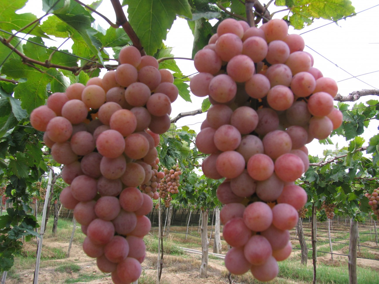 thực phẩm nhiều hóa chất