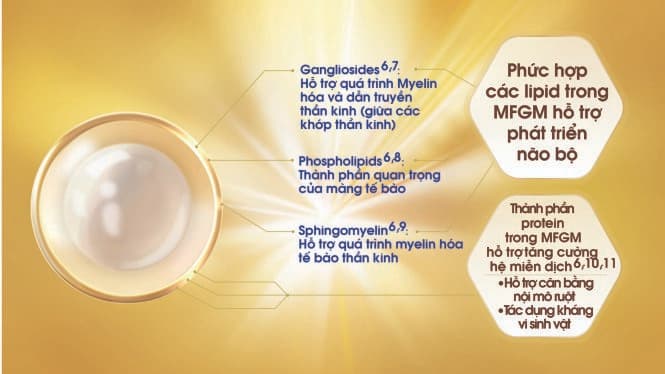 Cấu tạo của thành phần đột phá MFGM - Nguồn: M.J