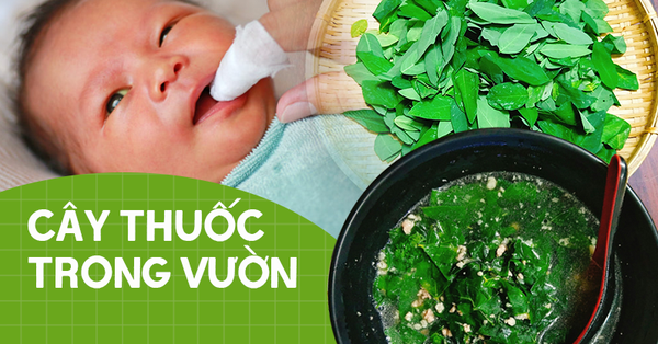 tác dụng của rau ngót