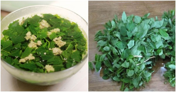 Nên ăn rau ngót từ ngày thứ 3 sau sinh