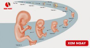 Bảng theo dõi cân nặng của thai nhi theo từng tuần