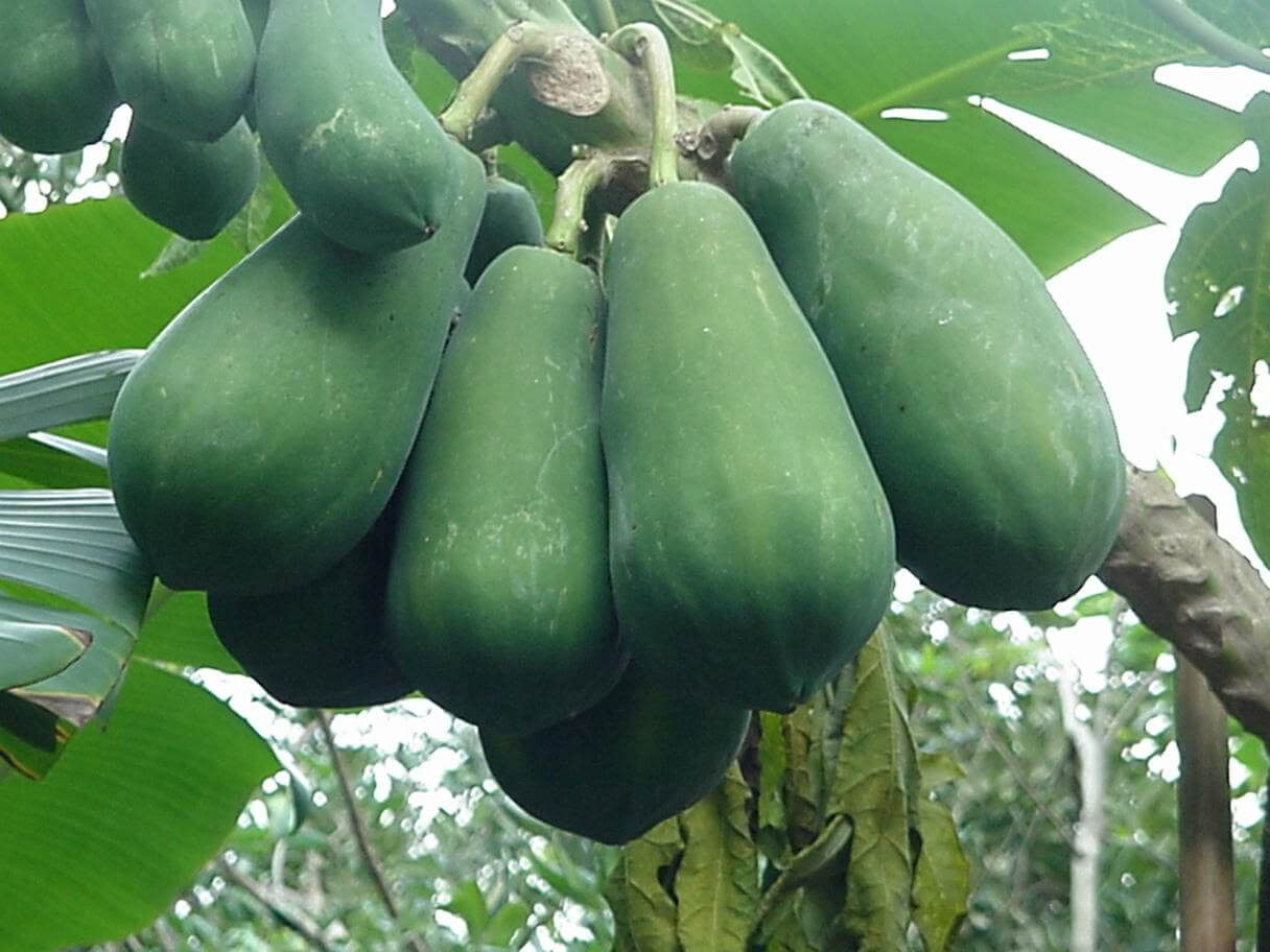 Đu đủ xanh Đu đủ xanh