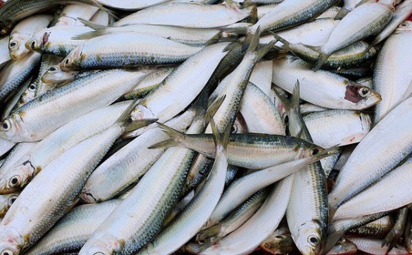 Omega 3 tự nhiên có trong cá trích