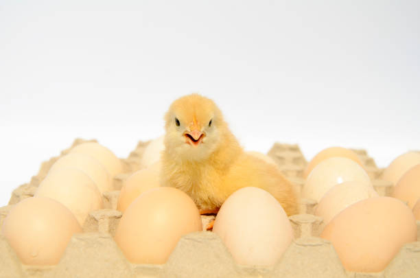 cho trẻ ăn trứng