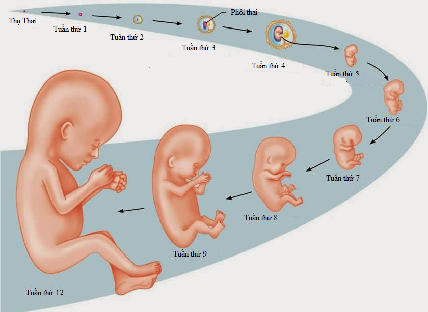 Quá trình phát triển của thai nhi 3 tháng đầu như thế nào?