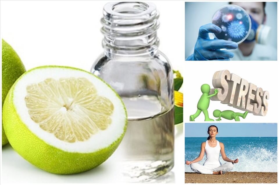 Tinh dầu bưởi chăm sóc sức khỏe Tinh dầu bưởi chăm sóc sức khỏe