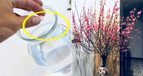 Chuẩn bị nước sạch cắm hoa đào