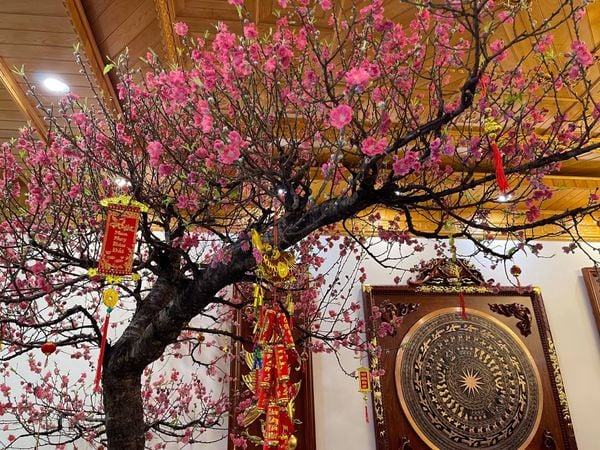 Định hình dáng cây đào đẹp