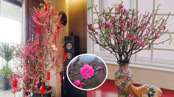 Hiện tượng cành đào nhanh héo