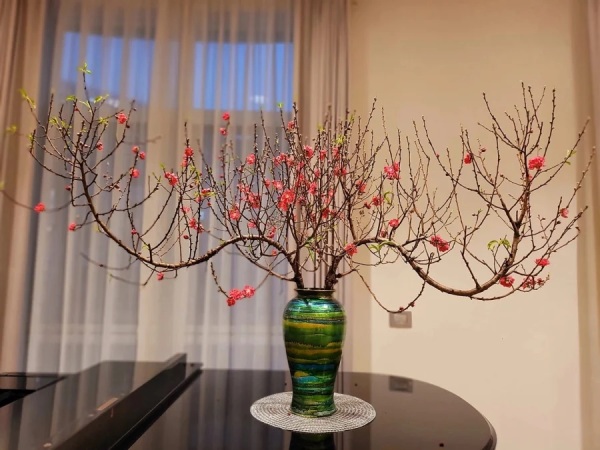 Hoang mang vì hoa đào rụng nhanh trước Tết