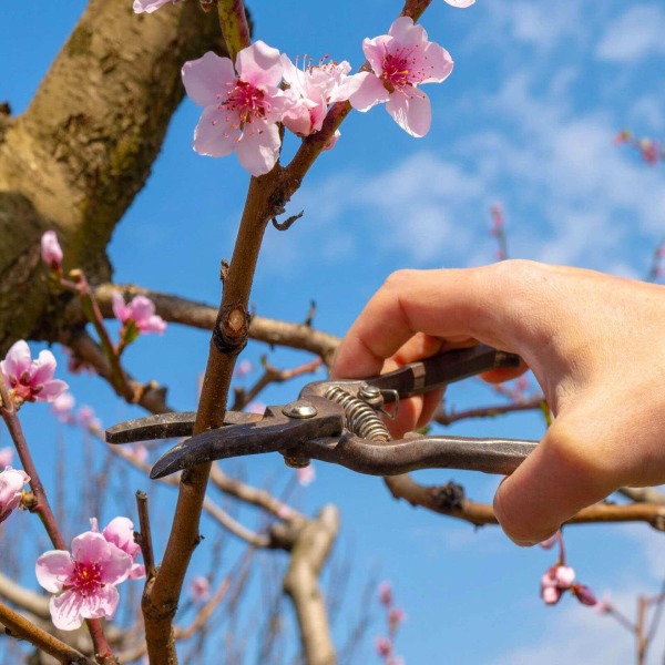 Vệ sinh và xử lý cành đào đúng cách