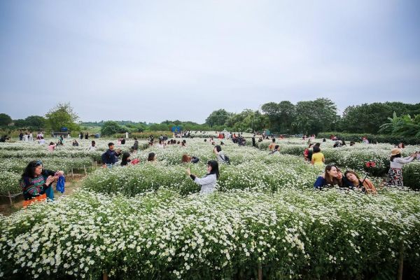Vườn hoa bãi đá sông Hồng