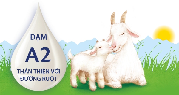 Sữa dê chứa đạm A2 thân thiện với đường ruột