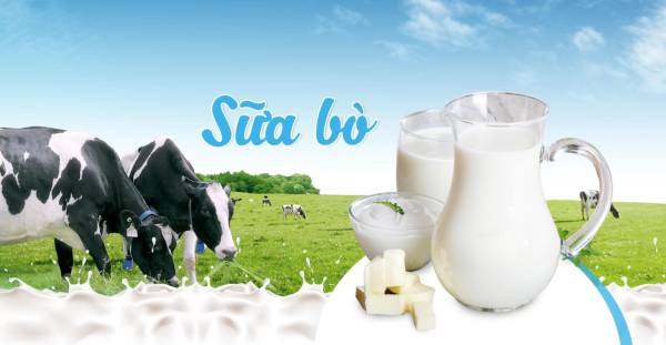 Nguyên liệu từ sữa bò tự nhiên, đảm bảo an toàn cho sức khỏe