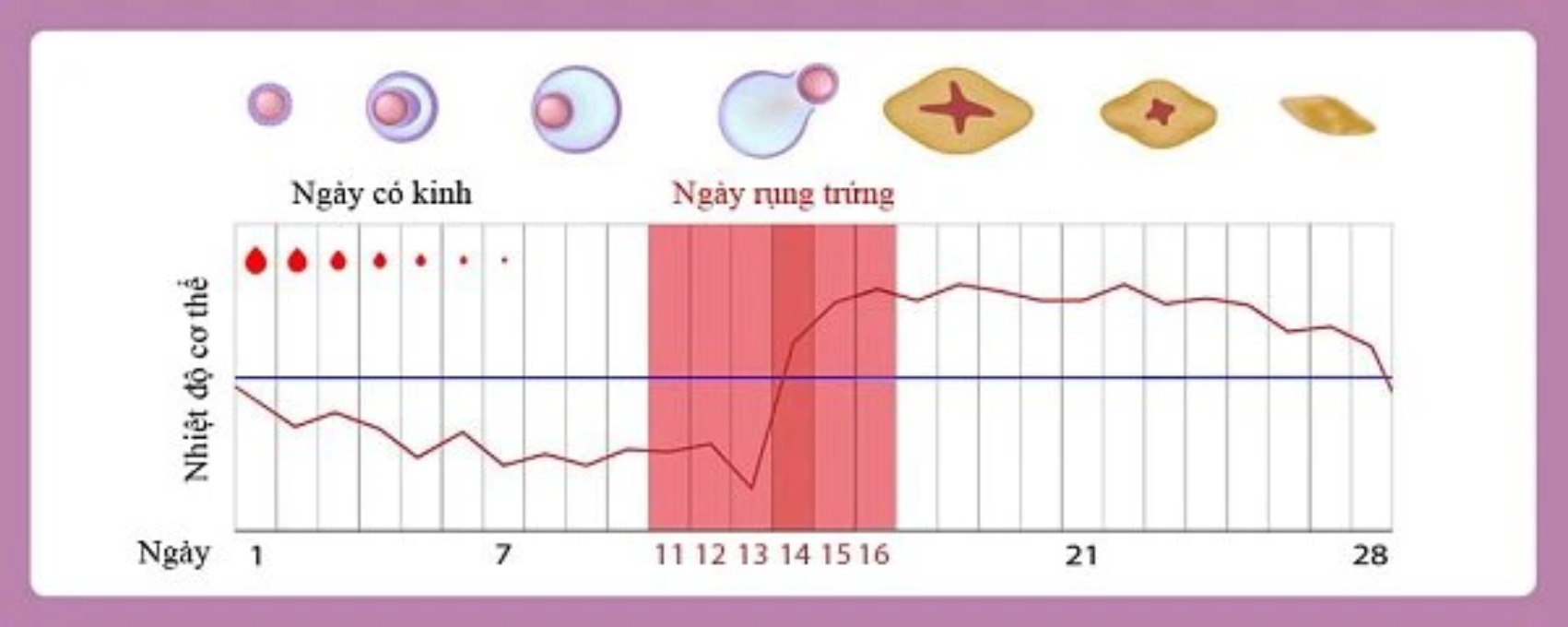 Ngày rụng trứng thường vào ngày 14 trong chu kỳ kinh 28 ngày
