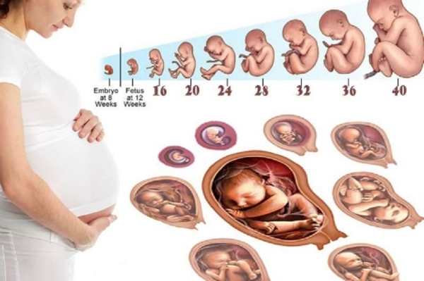 Sự hình thành và quá trình phát triển của thai nhi theo từng giai đoạn