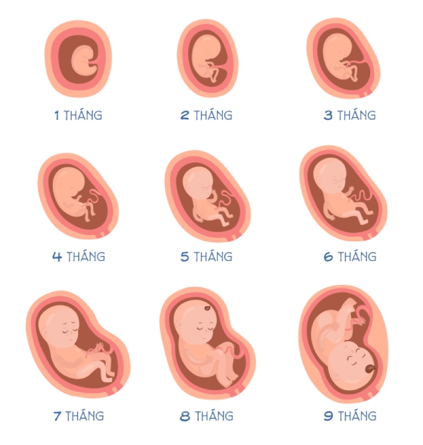 Sự phát triển của bé qua từng tháng của thai kỳ