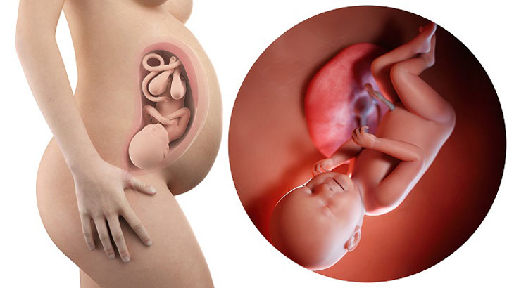 3. Thai nhi 38 tuần tuổi dần đã phát triển toàn diện các cơ quan trong cơ thể