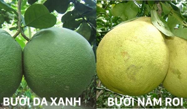 Nên chọn bưởi da xanh hoặc bưởi năm roi