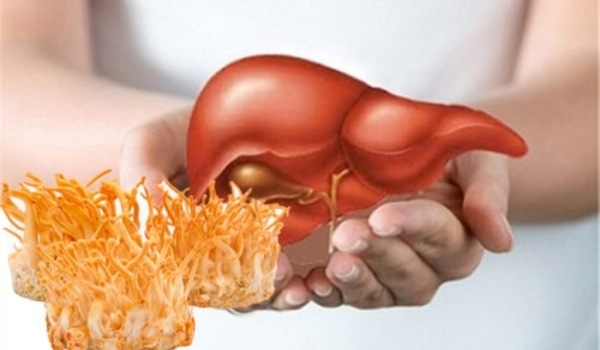 Đông trùng giúp giảm viêm gan mãn tính