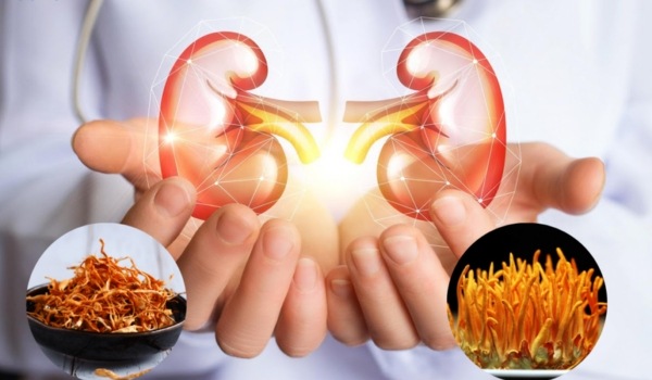 Đông trùng có tác dụng bảo vệ thận