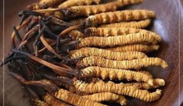 Đông trùng dạng nguyên con