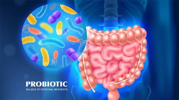 Men vi sinh rất tốt cho hệ tiêu hóa đường ruột