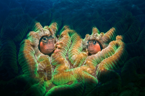 Ngày Đại dương Thế giới là ngày mùng 8 tháng 6 hàng năm