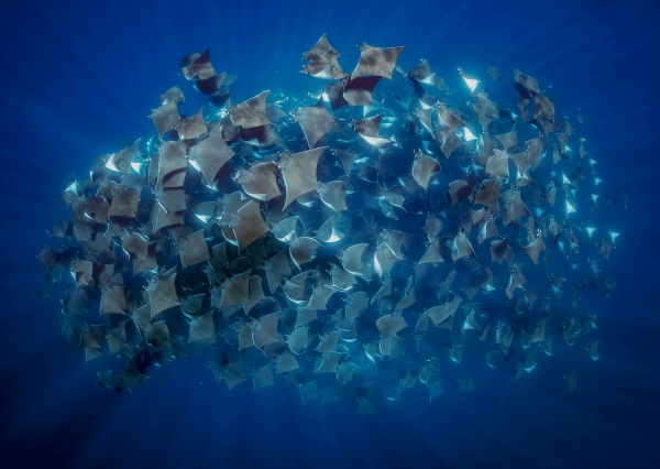 Thông điệp ngày Đại dương Thế giới hướng đến bảo vệ, bảo tồn đa dạng sinh học biển