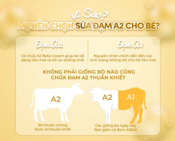 Sữa bột A2 đột phá mới với hàm lượng đạm A2 tinh khiết