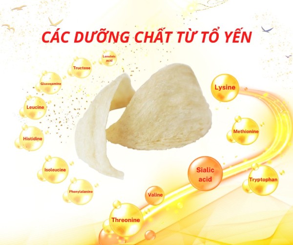 Thành phần dinh dưỡng quý của tổ yến
