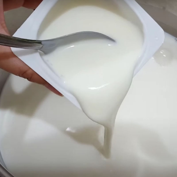 Cho men cái vào sữa tươi không đường