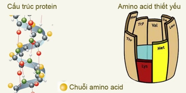 Chuỗi amino acid trong sữa