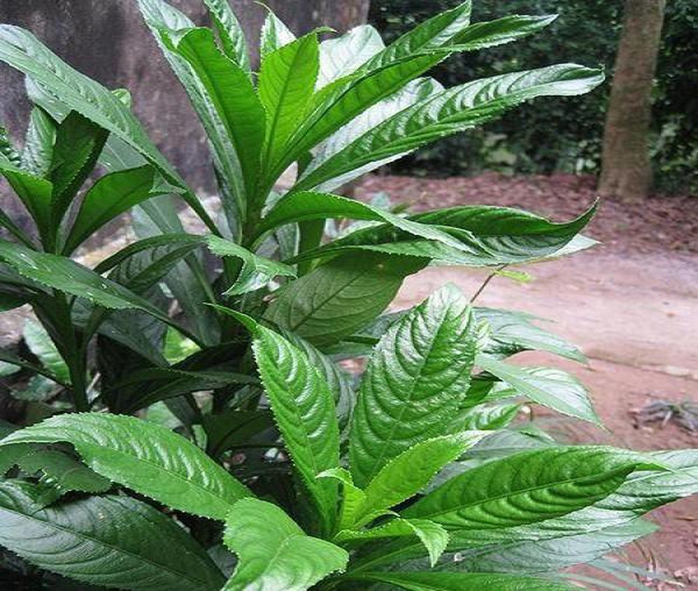 lá xương sông trị ho