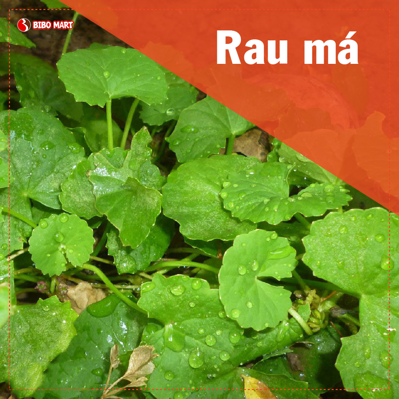 Mẹ sau sinh ăn rau gì để nhanh hồi phục còn lợi sữa cho con?
